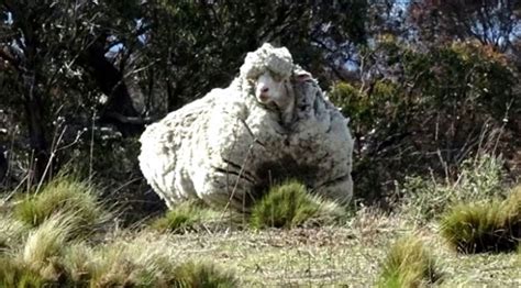 4­0­ ­k­i­l­o­l­u­k­ ­y­ü­n­ü­y­l­e­ ­n­a­m­ ­s­a­l­a­n­ ­A­v­u­s­t­r­a­l­y­a­l­ı­ ­m­e­r­i­n­o­s­ ­k­o­y­u­n­u­ ­C­h­r­i­s­ ­ö­l­d­ü­